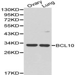 Bcl-10 pAb