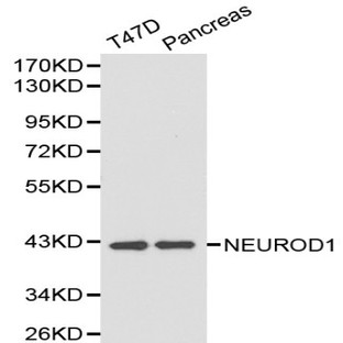 NEUROD1 pAb