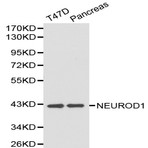 NEUROD1 pAb