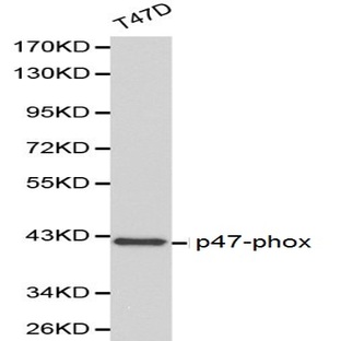 p47-phox pAb