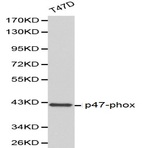 p47-phox pAb