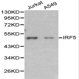 IRF-5 pAb
