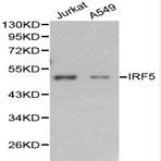 IRF-5 pAb