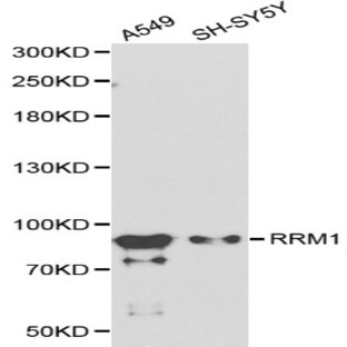 RRM1 pAb