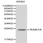 Bs6187_wb