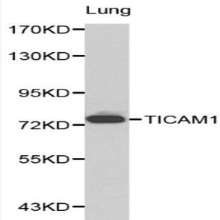 TICAM1 pAb