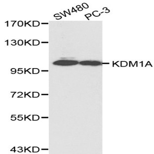 KDM1A pAb