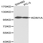 Bs6189_wb