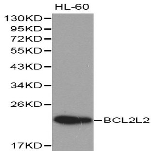 Bcl-w / BCL2L2 pAb