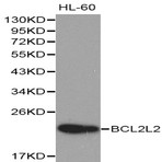 Bcl-w / BCL2L2 pAb