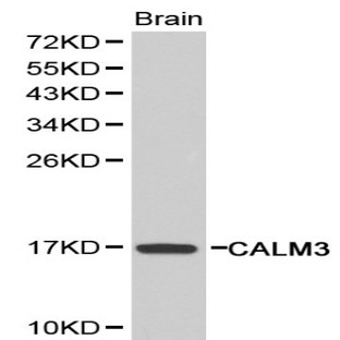 Calmodulin pAb