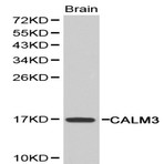 Calmodulin pAb