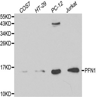 PFN1 pAb