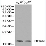 Bs6199_wb