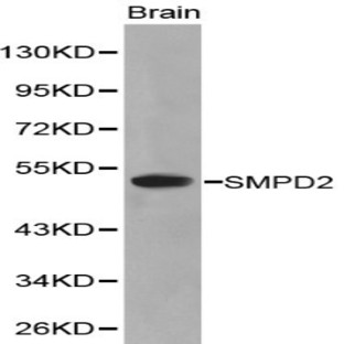 SMPD2 pAb