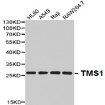 TMS1 pAb