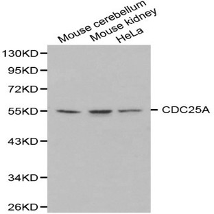 Cdc25A pAb