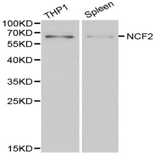 NCF2 pAb