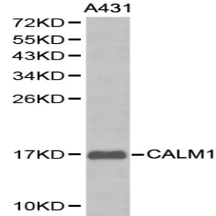 Calmodulin pAb