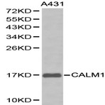 Calmodulin pAb