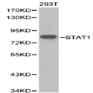 Stat1 pAb