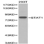 Stat1 pAb