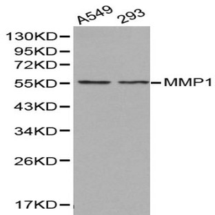 MMP-1 pAb