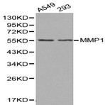 MMP-1 pAb