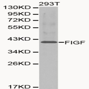 VEGF-D pAb