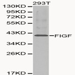 Bs6235_wb