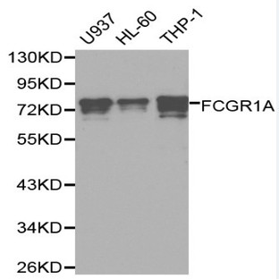 FCGR1A pAb