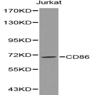 CD86 pAb