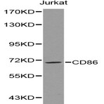 CD86 pAb