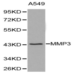 MMP-3 pAb