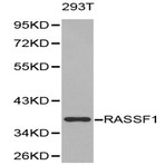 Bs6244_wb