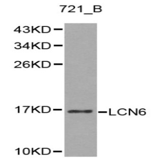 LCN6 pAb