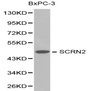 SCRN2 pAb