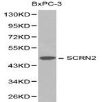 SCRN2 pAb