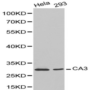 CA3 pAb