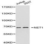 Bs6255_wb