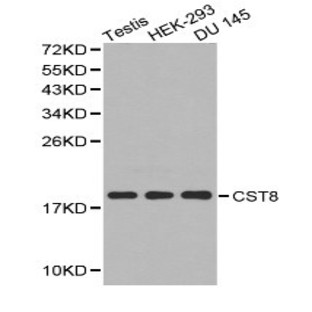 CST8 pAb