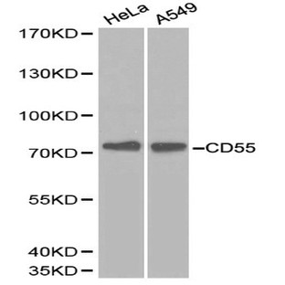 CD55 pAb