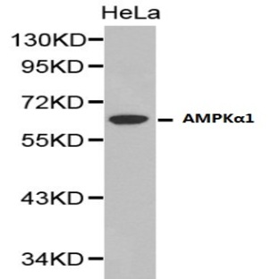 AMPK(alpha)1 pAb