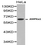 AMPK(alpha)1 pAb