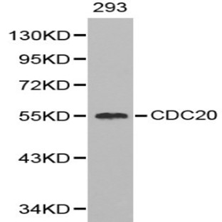 Cdc20 pAb