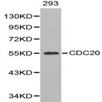 Bs6273_wb