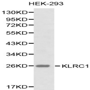 CD159a/KLRC1 pAb