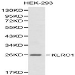 CD159a/KLRC1 pAb