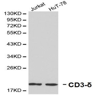 CD3-(delta) pAb