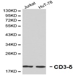 CD3-(delta) pAb